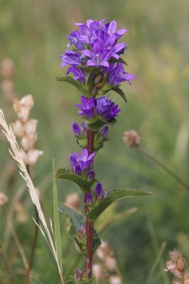 Campanula glomerata