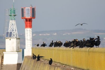 Gds Cormoran, Port de Douarnenez