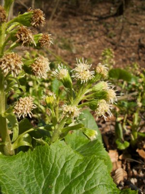 Petasite alba