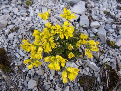 Draba