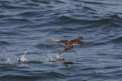 Puffin des Baleares