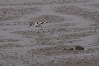 Avocette elegante
