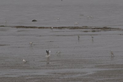 Avocette elegante