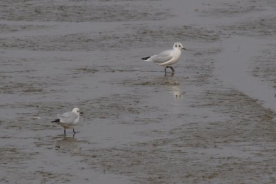 Mouette rieuse