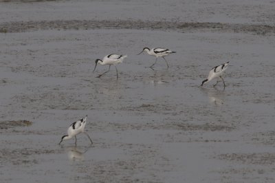Avocettes elegantes