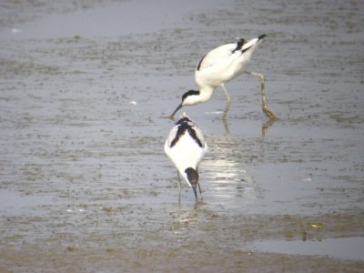 Avocette elegante