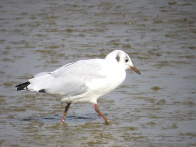 Mouette rieuse