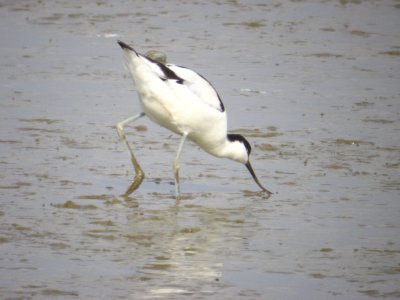 Avocette elegante