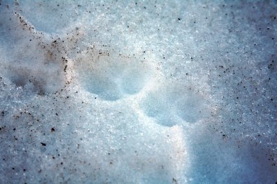 Traces de Renard polaire