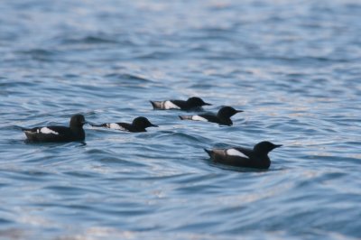 Guillemots  miroir