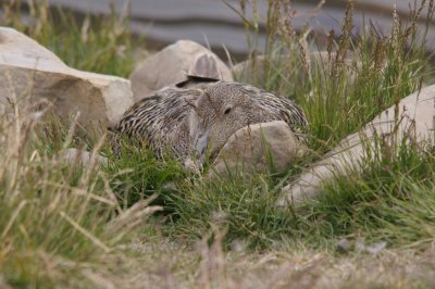 Eider  duvet