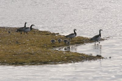 Bernaches nonettes avec poussins