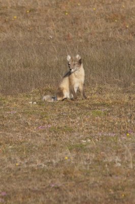 Renard polaire