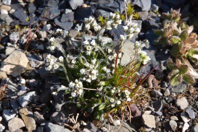 Draba