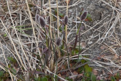 Alopecurus borealis