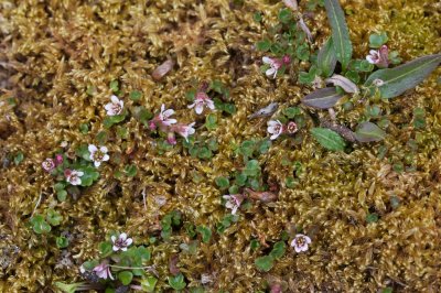 Saxifraga rivularis