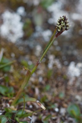 Carex