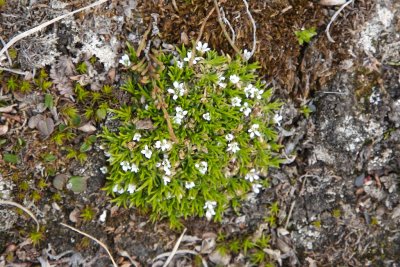 Minuartia rossii