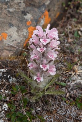 Pedicularis dasyantha