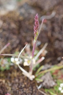 Puccinella angustata