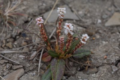Polygonum viviparum