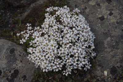 Arenaria pseudofrigida
