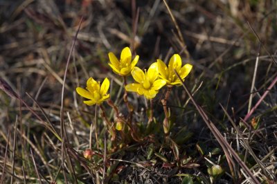 Saxifraga hirculus