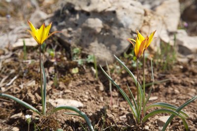 Tulipes australes