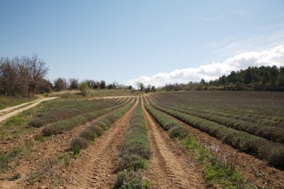 Champ de Lavande, Saignon