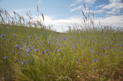 Bleuets dans champ de crales