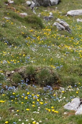 Myosotis des Alpes et Renoncules