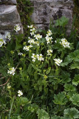 Arabette  feuilles de Pquerette