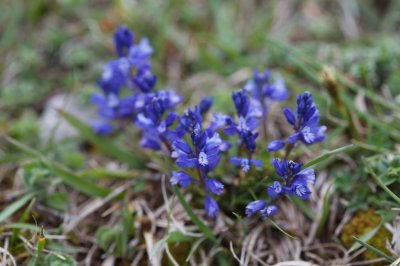 Polygala du calcaire