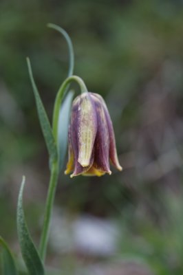 Fritillaire des Pyrnes