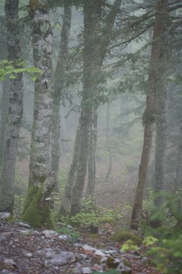 Bois du Braca d'Azuns