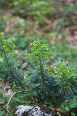 Euphorbe  feuilles d'Amandier
