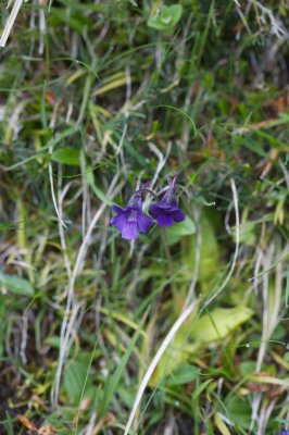 Grassette vulgaire