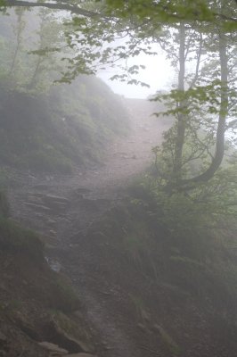Bois du Braca d'Azuns