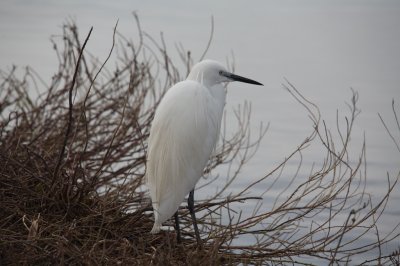 Aigrette garzette