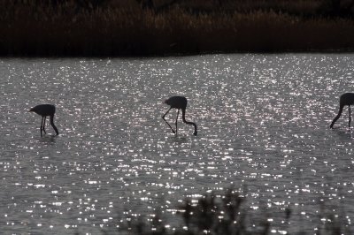 Flamants roses