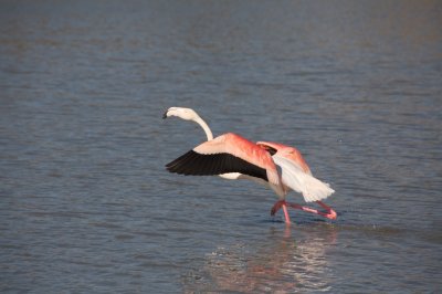 Flamant rose  l'envol