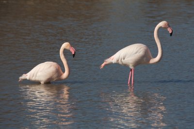 Flamants roses