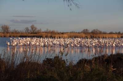 Flamants roses