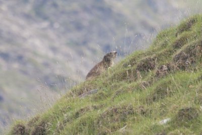 Marmotte