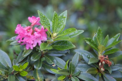 Rhododendrons