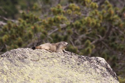 Marmotte