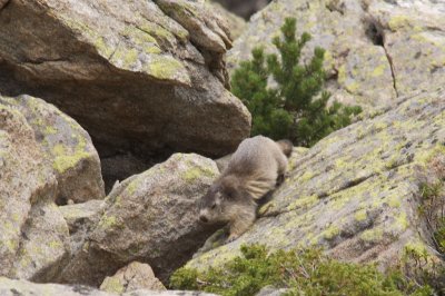 Marmotte