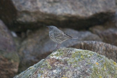 Pipit maritime