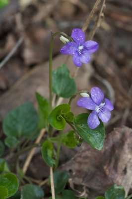 _MG_6784.jpg
