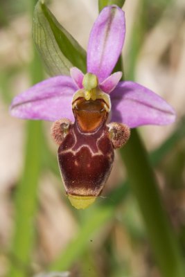 Ophrys bcasse
